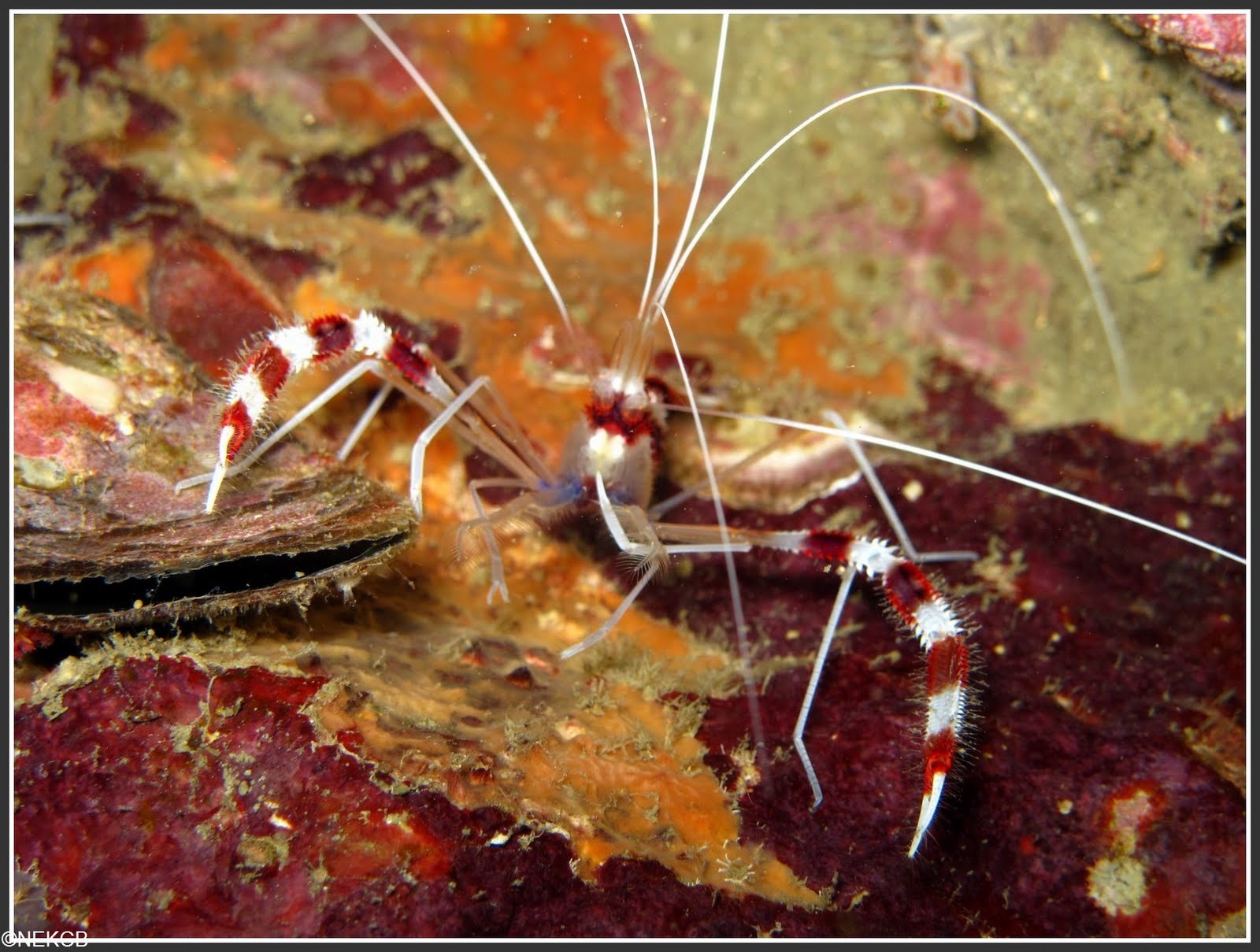 anemone reef crevette anemone reef crevette