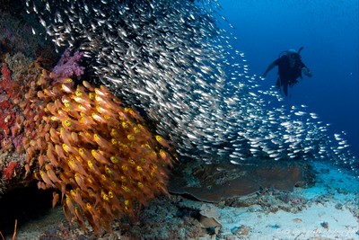 ban de poisson, KOH TACHAI, ILE SIMILAN ban de poisson, KOH TACHAI, ILE SIMILAN