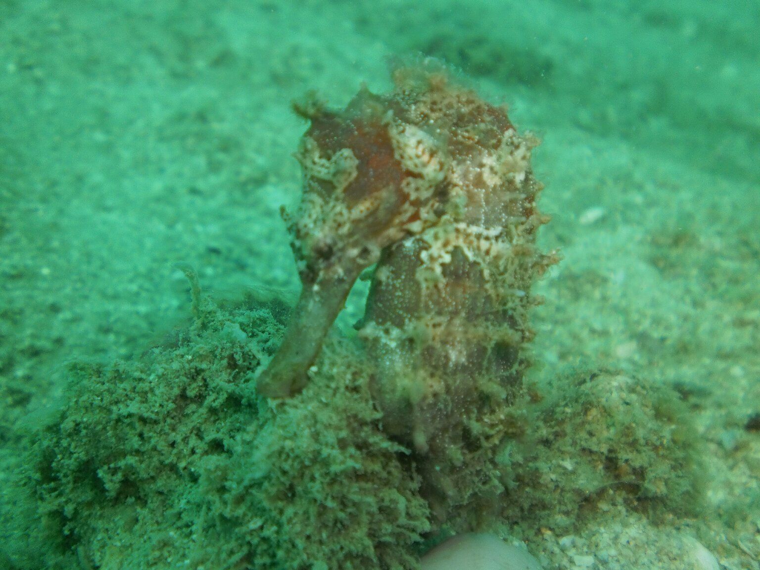 Koh Sak hypocampe