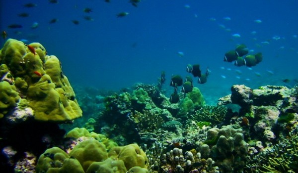 Koh bon, iles similan Koh bon, iles similan