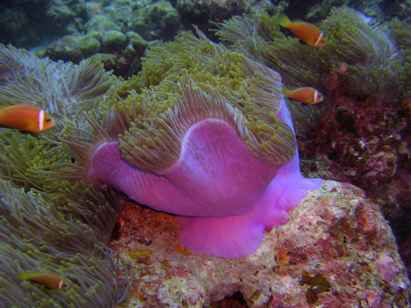 Anemones de mer a koh khrok Anemones de mer a koh khrok