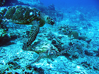 NORTH POINT - Ile Similan # 9, Croisière îles Similan NORTH POINT - Ile Similan # 9, Croisière îles Similan