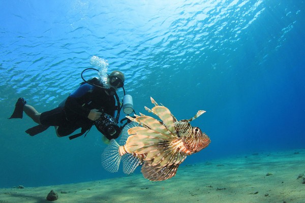 Un poisson lion a koh tachai aux iles similans, KOH TACHAI, ILES SIMILAN Un poisson lion a koh tachai aux iles similans, KOH TACHAI, ILES SIMILAN