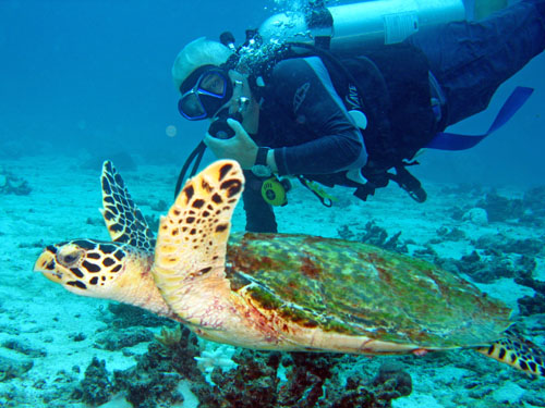 Racha yai tortue Racha yai tortue