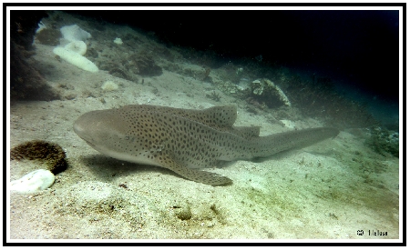 Shark point