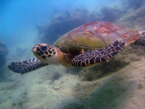 Koh Sak tortue Koh Sak tortue