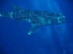 whale shark - open ocean guardian of the uss lagarto. click for hi-res image
